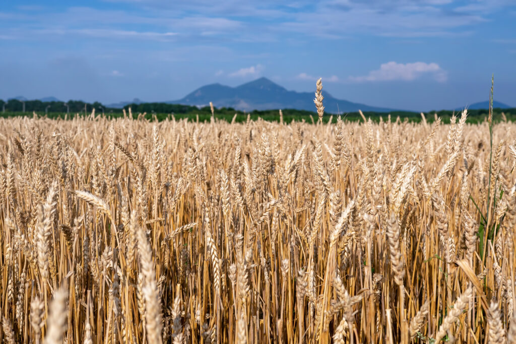 Wheat crops in Stavropol Krai, Caucasus, Russia.
