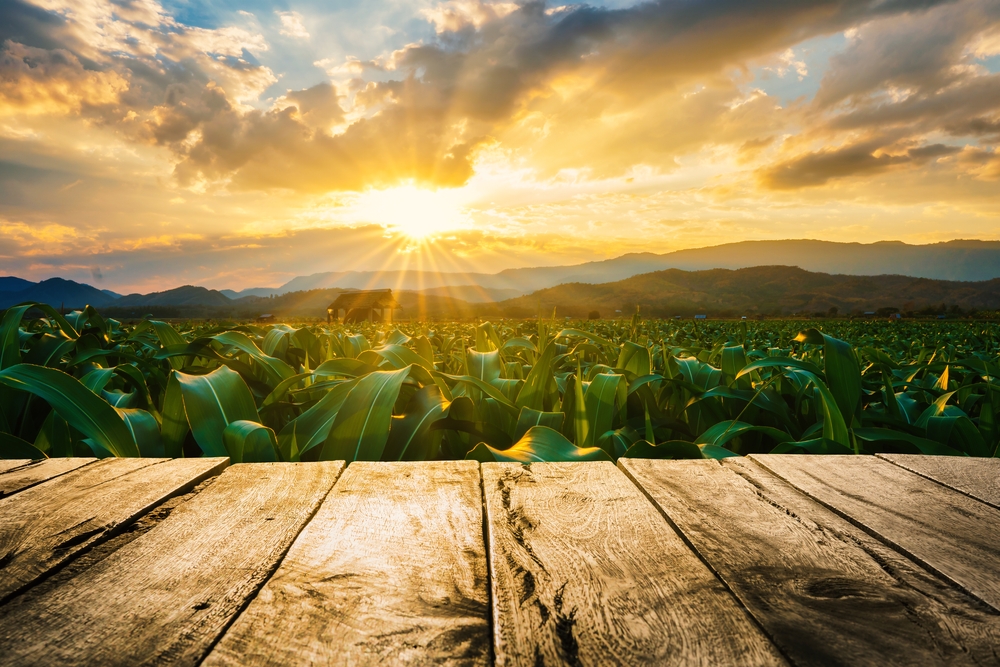 Corn field in agricultural garden and sunset. 